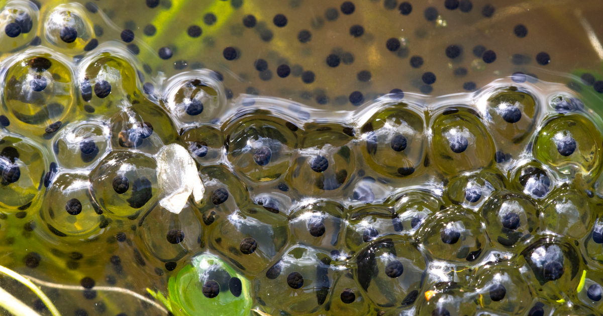 tadpoles in water