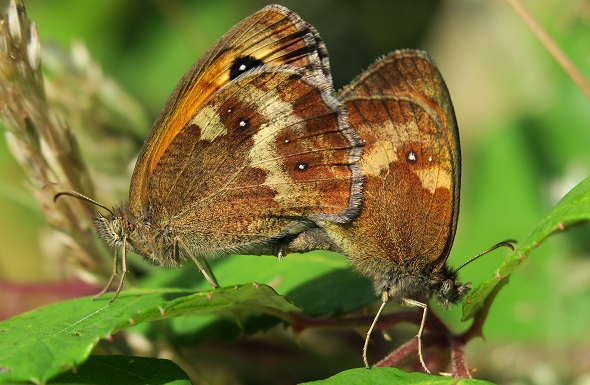 meadow brown butterflies