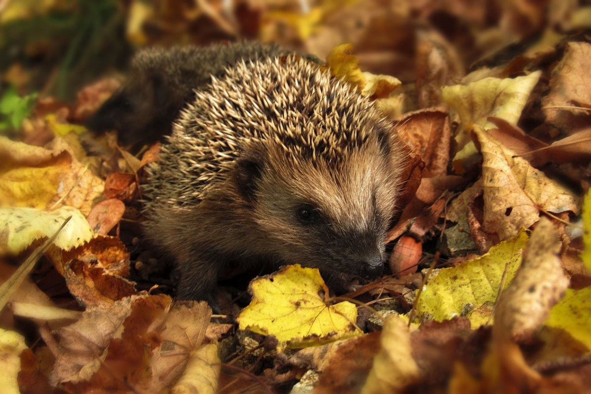 Nocturnal wildlife you can see in autumn