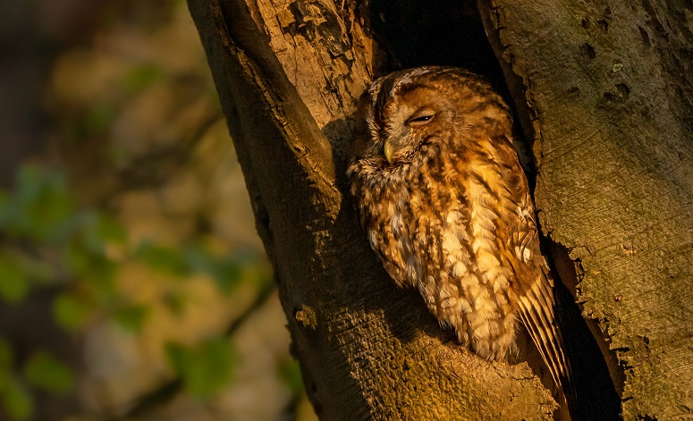Tawny owl huddled in a tree at dusk