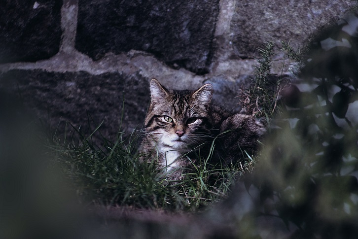 Wildcat lying in front of stone wall