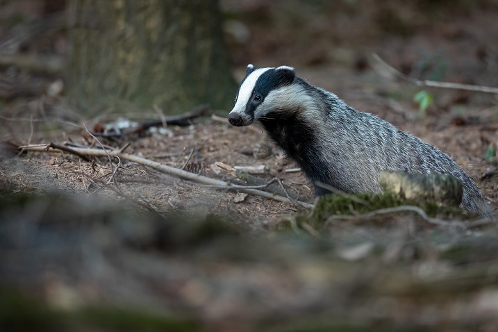 badger in a woodland