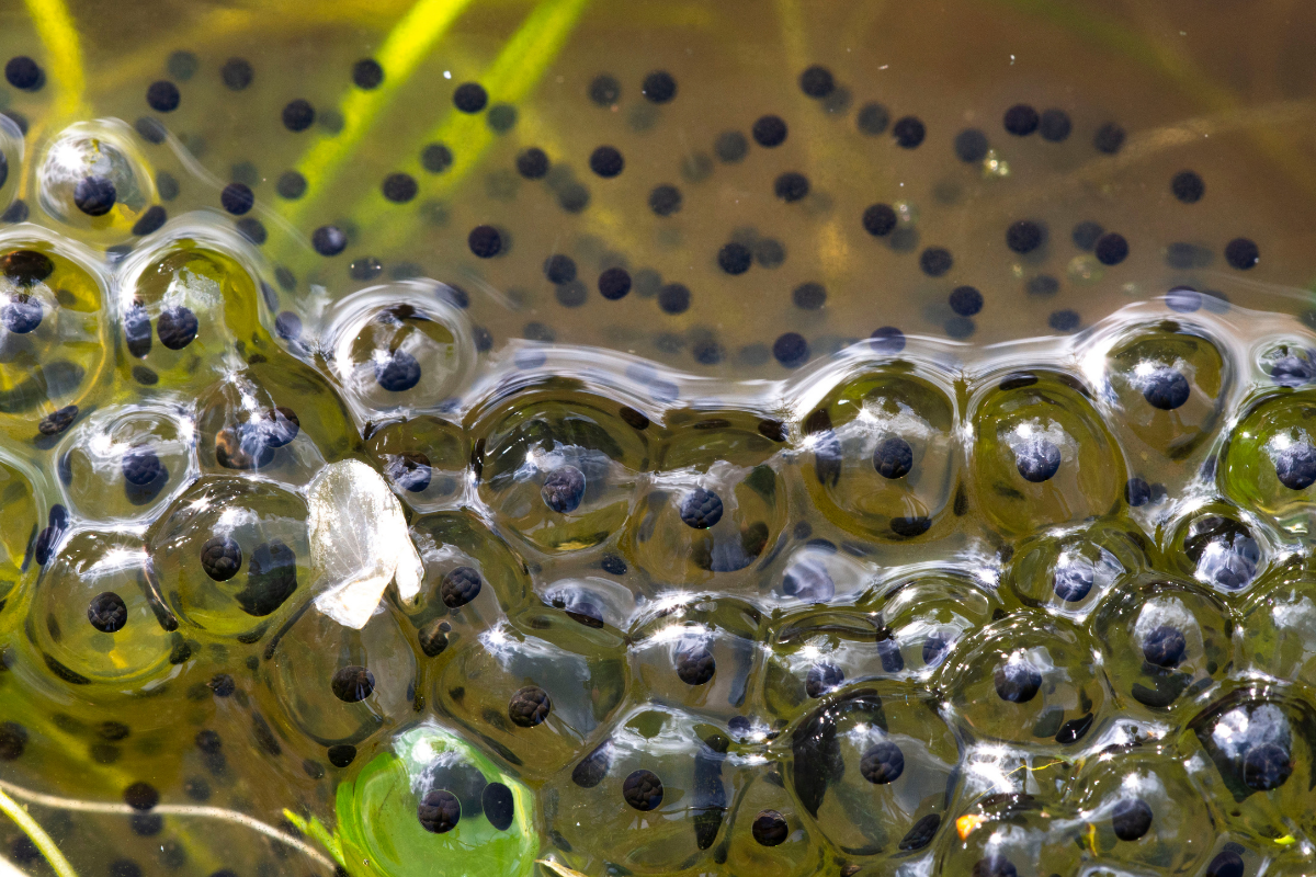 A clump of frogspawn