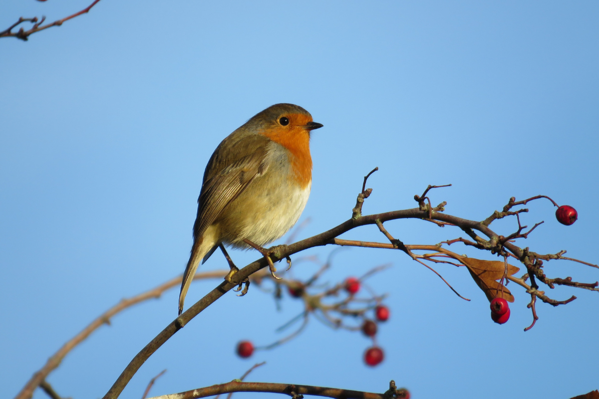 Robin perched on branch against blue sky