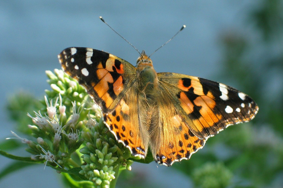 A painted lady butterfly on a flower