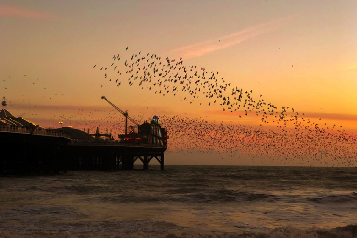 A flock of starlings flying against a sunset sky
