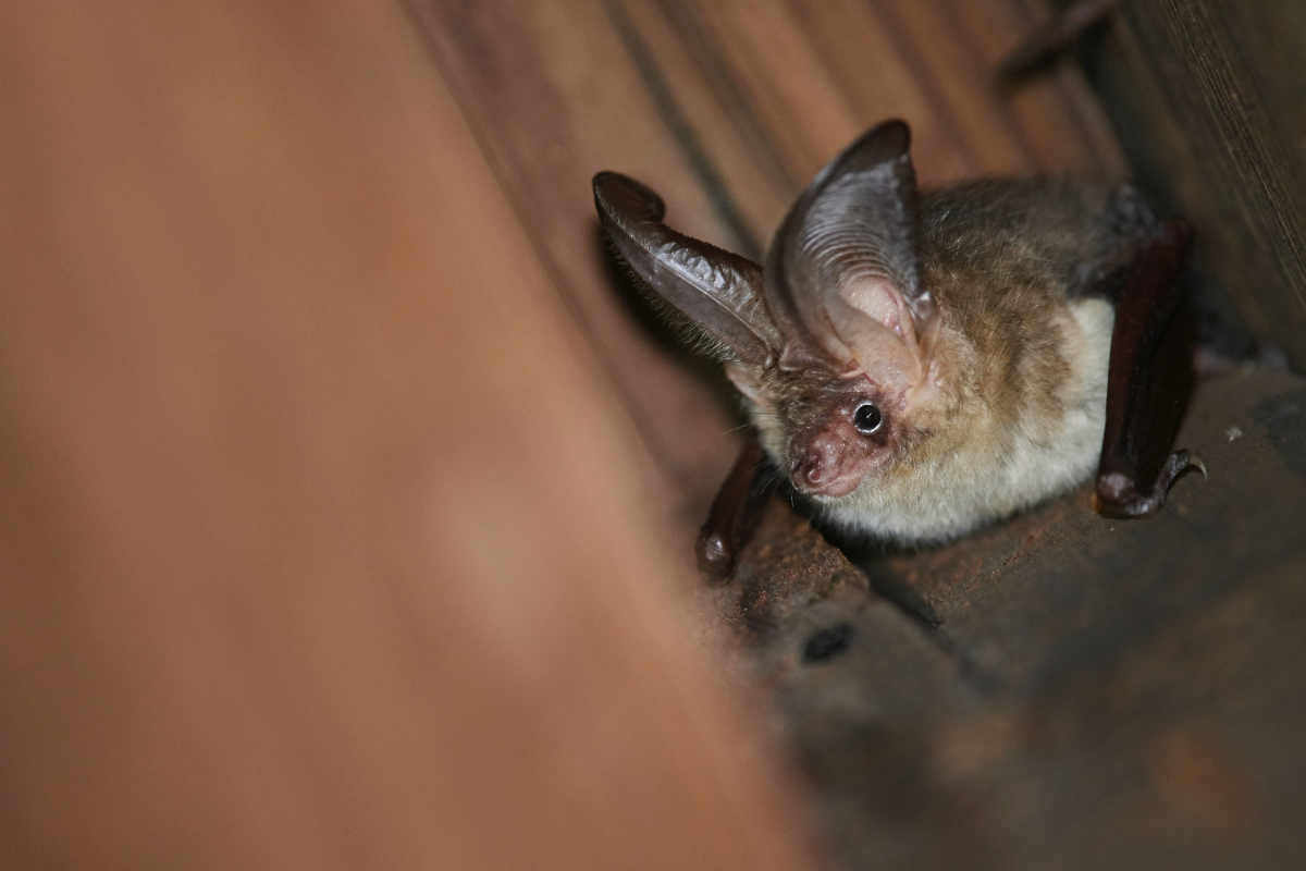 A long-eared bat hanging in a ceiling corner.