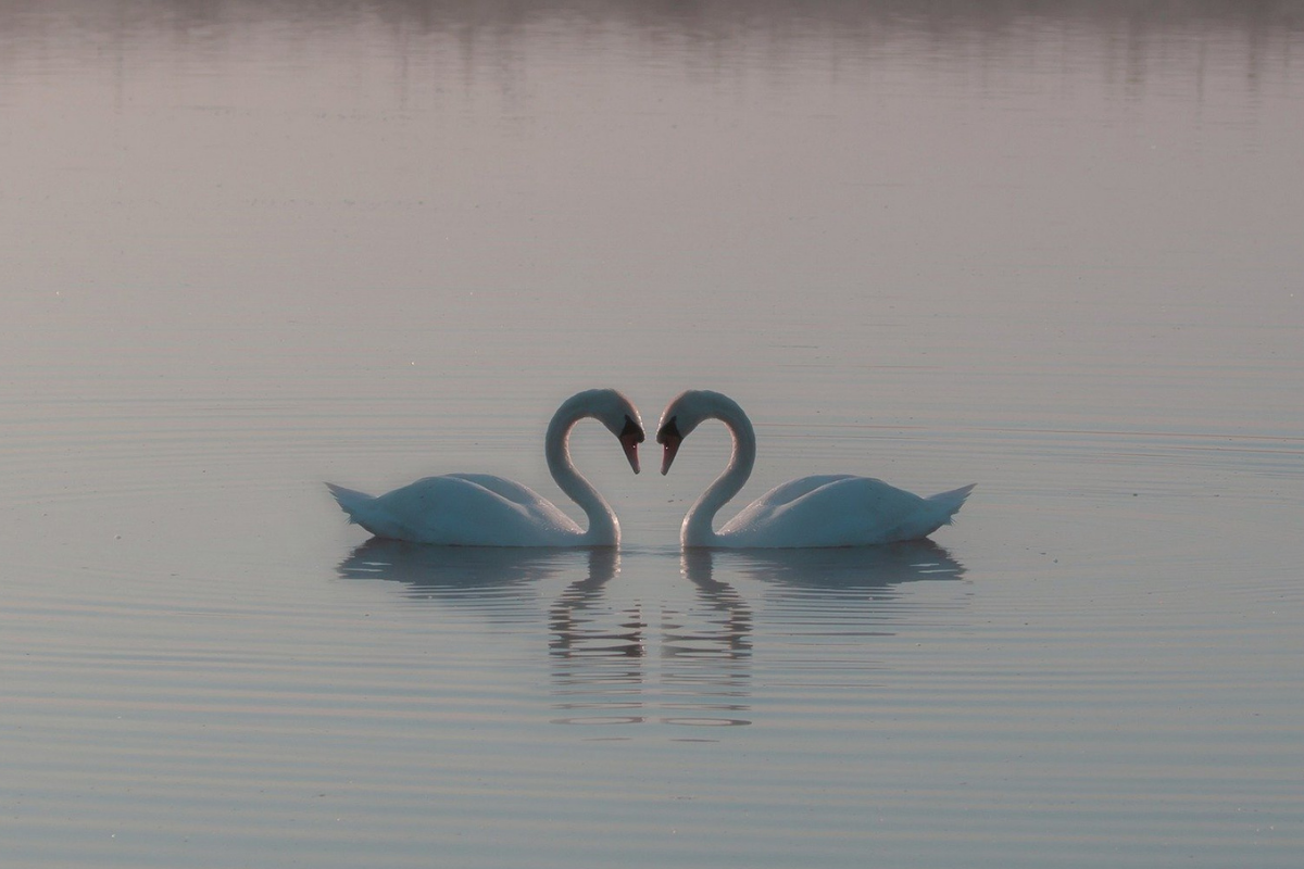 Two swans on calm water, they face each other and their necks make the shape of a heart