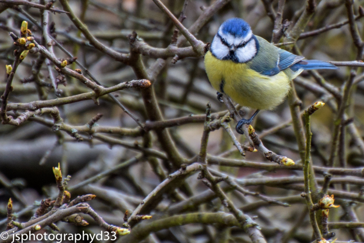 A blue tit perched on a branch looking directly at the camera