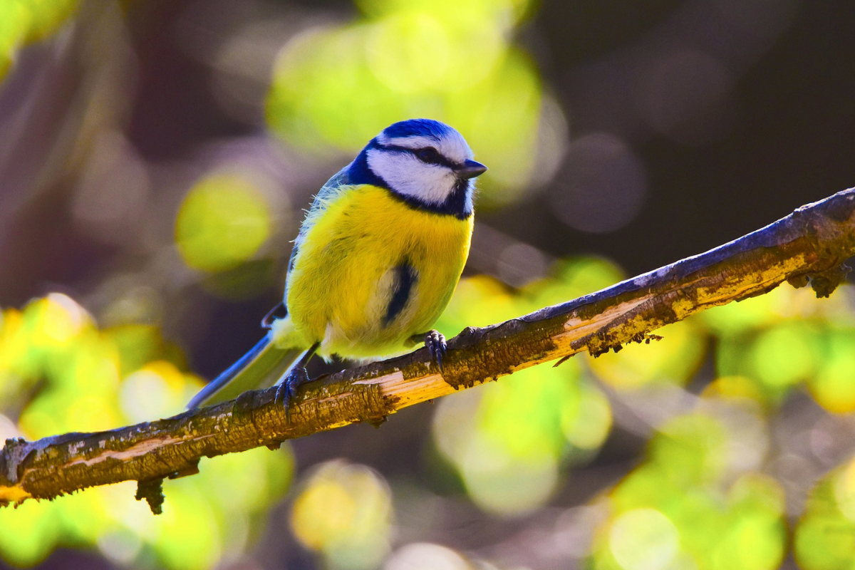 A blue tit perched on a branch against a vivid green background of leaves