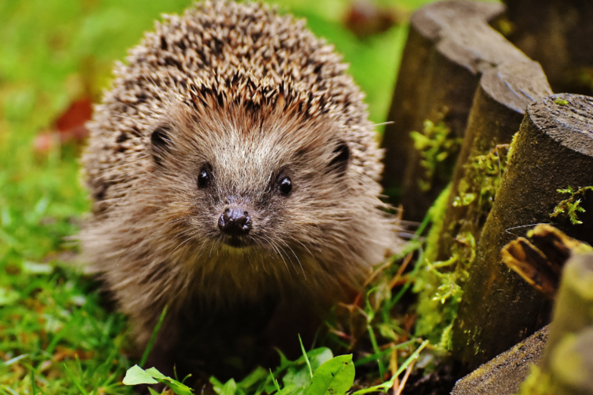A hedgehog looking at the camera.